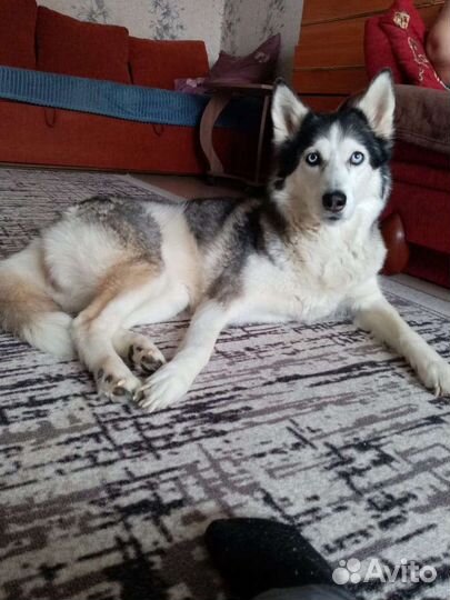 Сибирский хаски