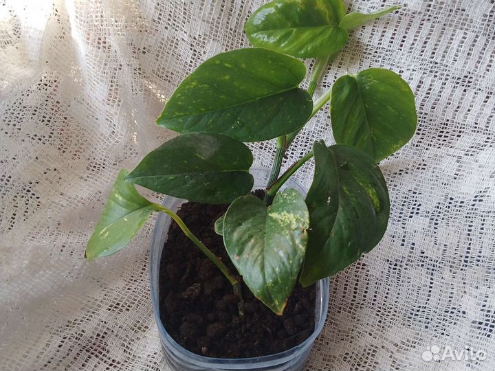 Сциндапсус