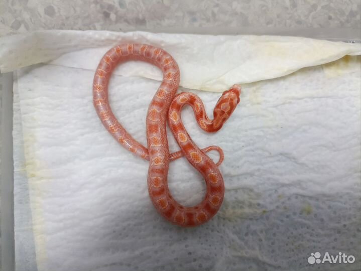 Маисовый полоз