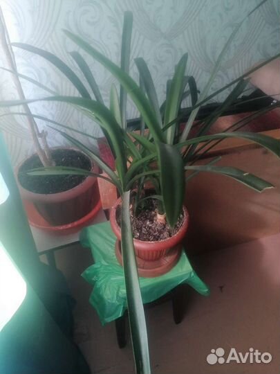 Продам цветы комнатные