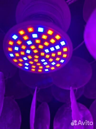 Лампочка для фитолампы для растений