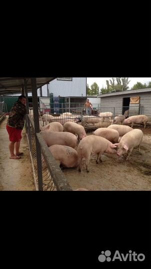 Домашняя свинина живым весом и мясом