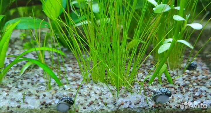 Улитки теодоксусы