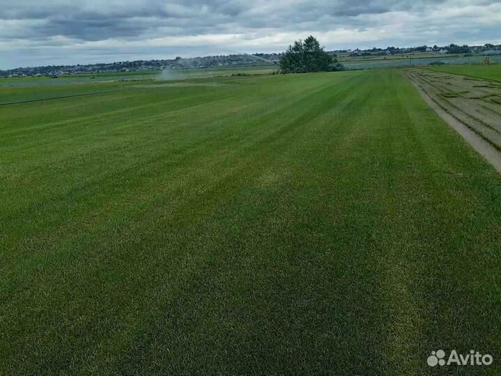 Рулонный газон, укладка, продажа