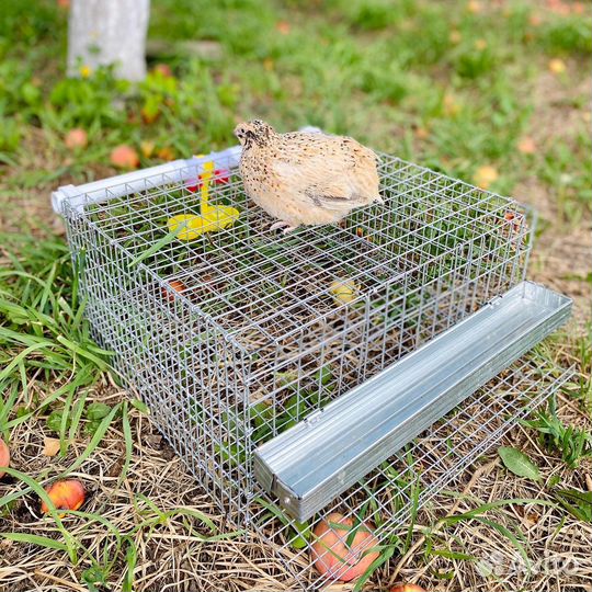 Клетка, брудер для перепелов