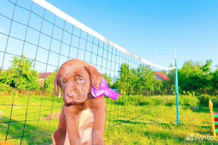 Щенки лабрадора