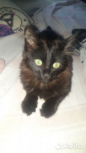 Пушистый котенок