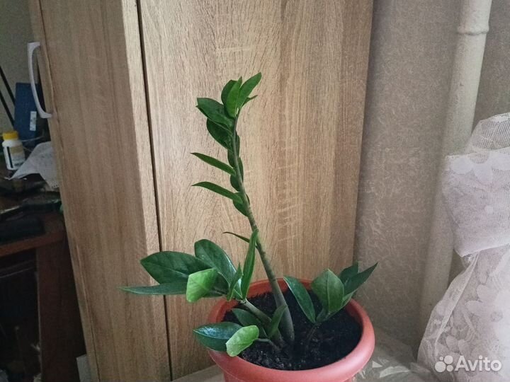 Продам цветы комнатные