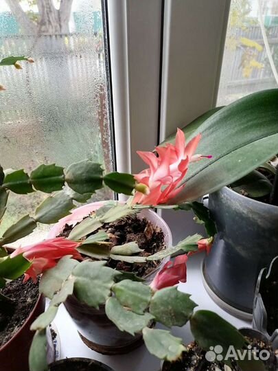 Комнатный цветок