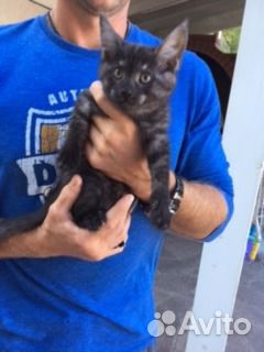 Полумейн-кунята