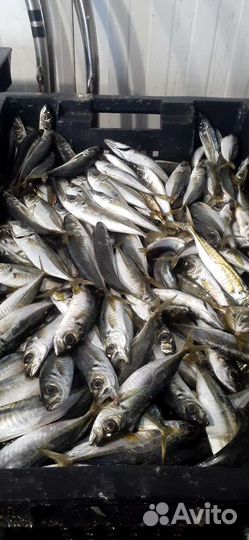 Рыба,Мидии,Устрицы