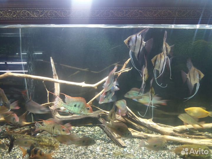 Геофагус Тапажос