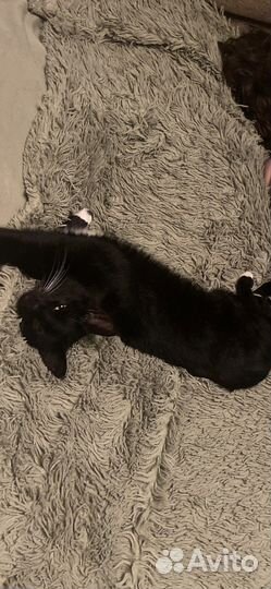 Отдам кошку. Читайте описание