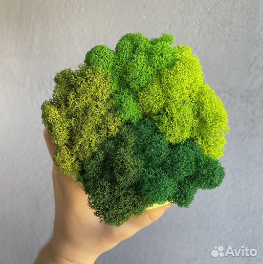 Стабилизированный Мох: Большой выбор цветов, 500г