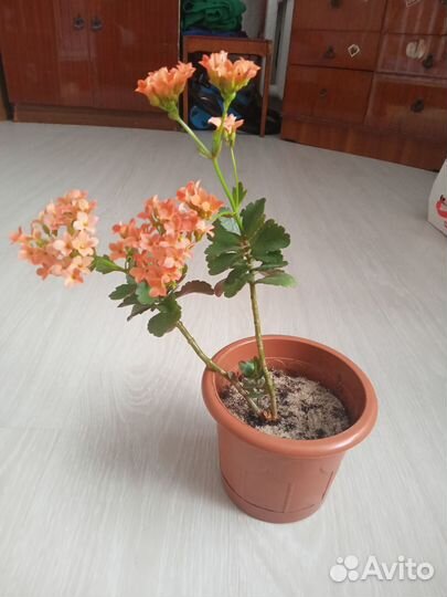 Каланхоэ цветущий