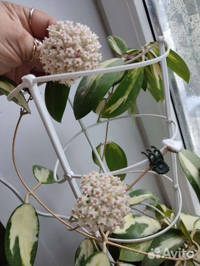 Хойя Вертицилата вар