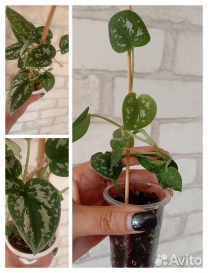 Цветы. Все по 100