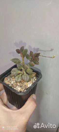 Адромискусы