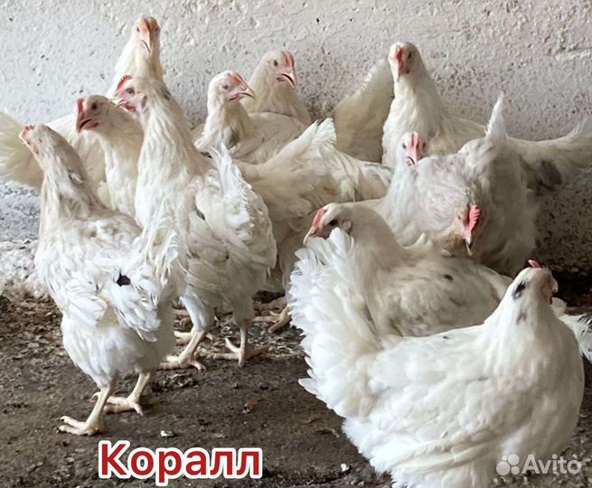 Куры молодки