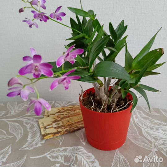 Орхидея дендробиум