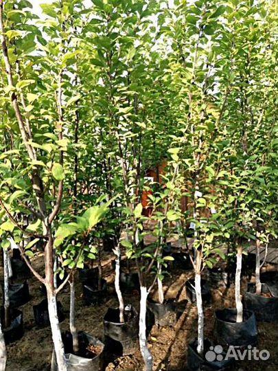 Саженцы Груша Бергамот