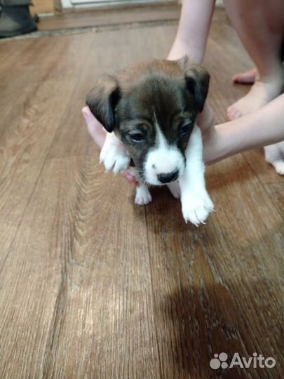 Джек Рассел терьер девочка(рыжая) мальчик(черный)