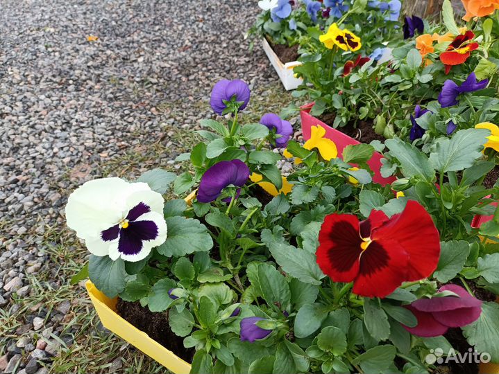 Рассада виолы