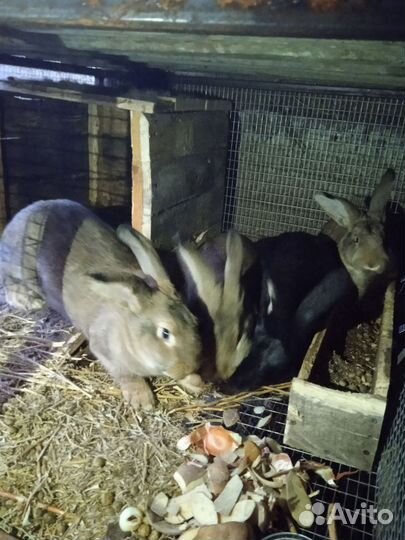 Продажа кроликов