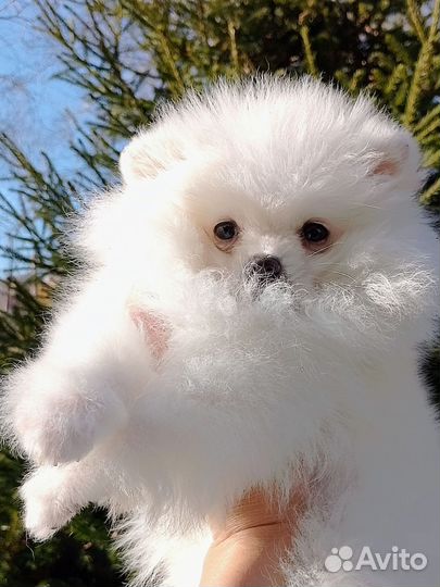 Щенок шпица