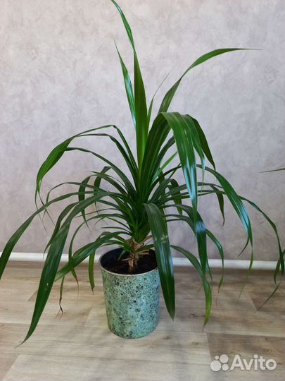 Пальма панданус