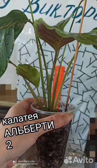 Калатеи Альберти, White Star, Маккоя