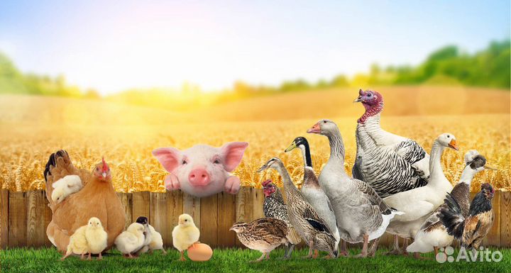 Еда для животных