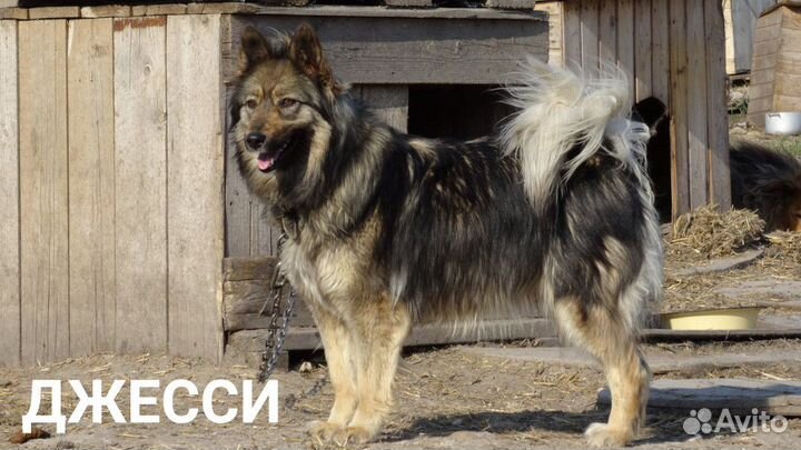 Собака в добрые руки