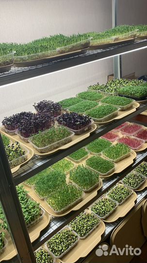 Микрозелень