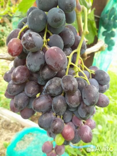 Черенки винограда