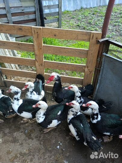 Селезень индоутки