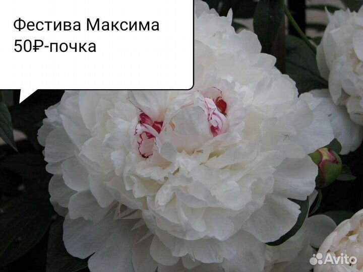 Пионы саженцы