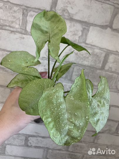 Сингониумы