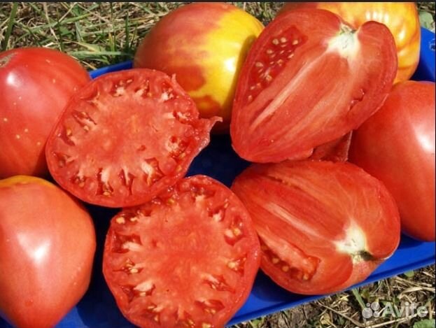Семена томат сенсей. Томаты сорта сенсей. Помидор сорт сенсей. Томат сенсей сибирский сад. Семена томат сенсей.