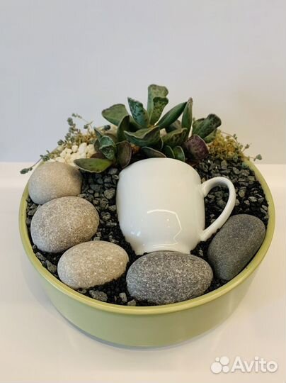 Минисад из суккулентов