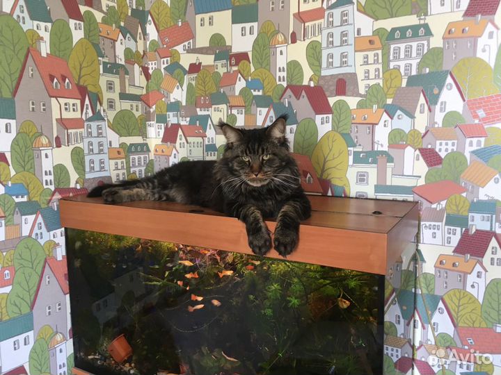 Прополка. Креветка вишня