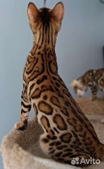 Бенгальская девочка