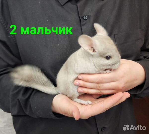Шиншиллы