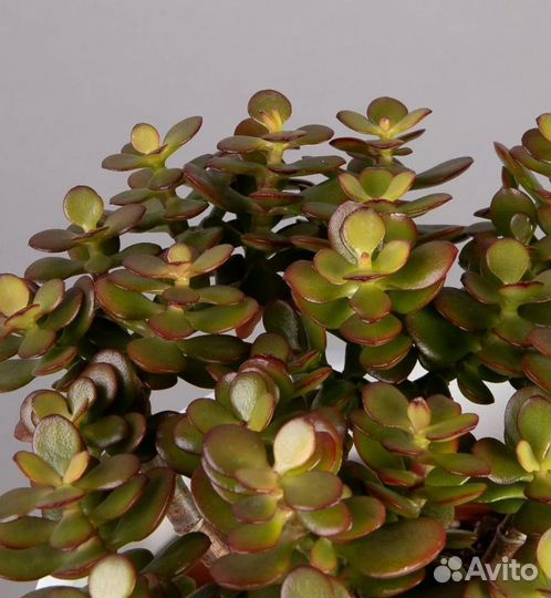 Красула овата минор