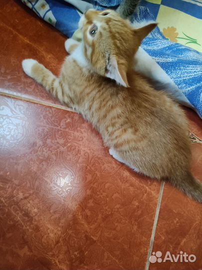 Рыжий котенок мальчик