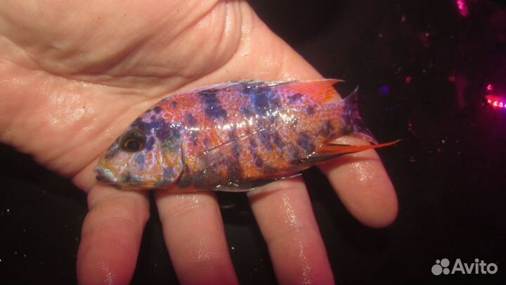 Аулонокара самцы. В наличие 11