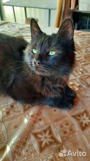 Кошка в дар бесплатно