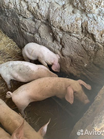 Поросенок ландрас