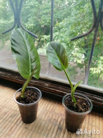 Субхастатум, Хастатум, Фиш Бон