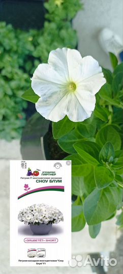 Петуния ампельная Опера, Тайдал